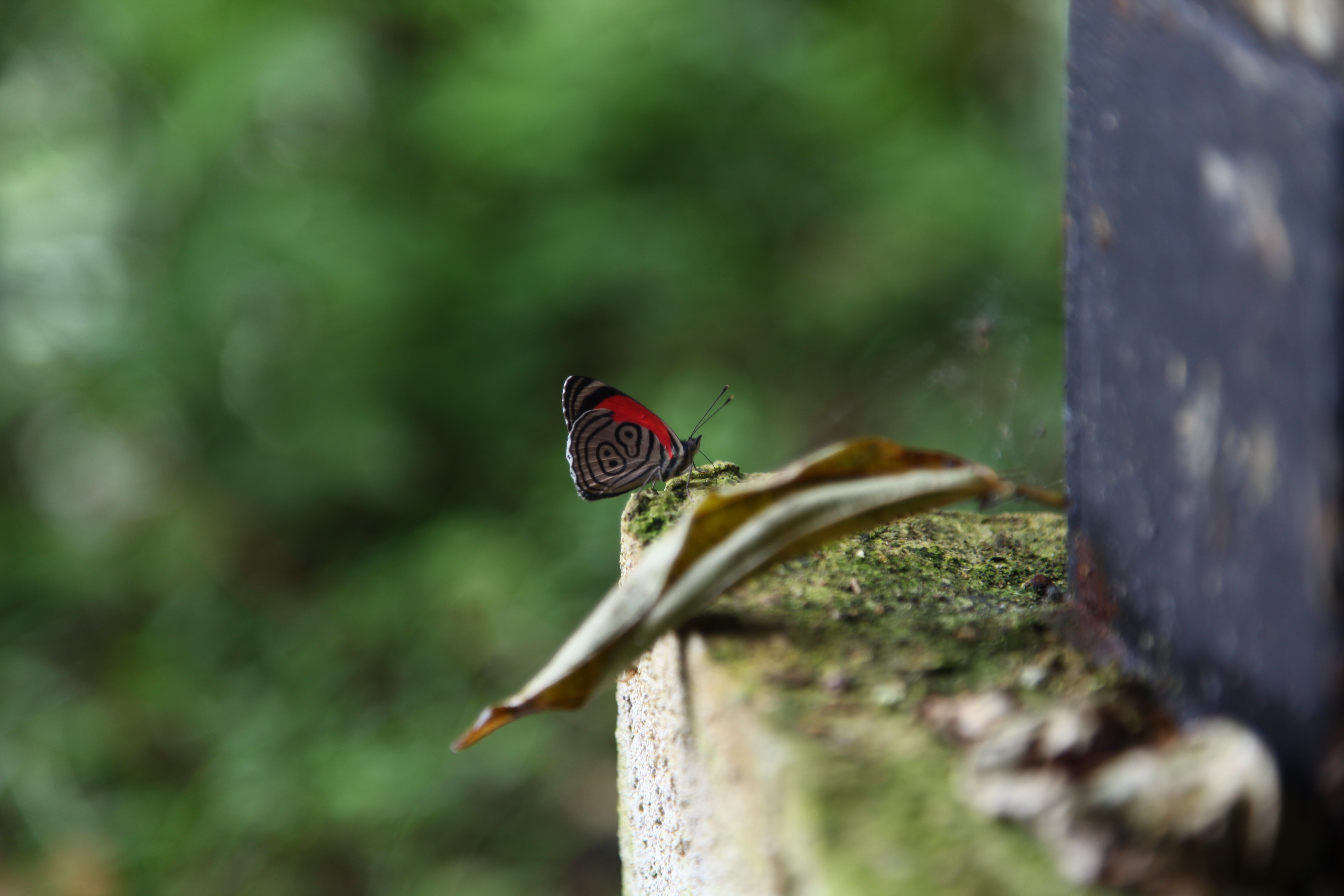 Mashpi Butterfly