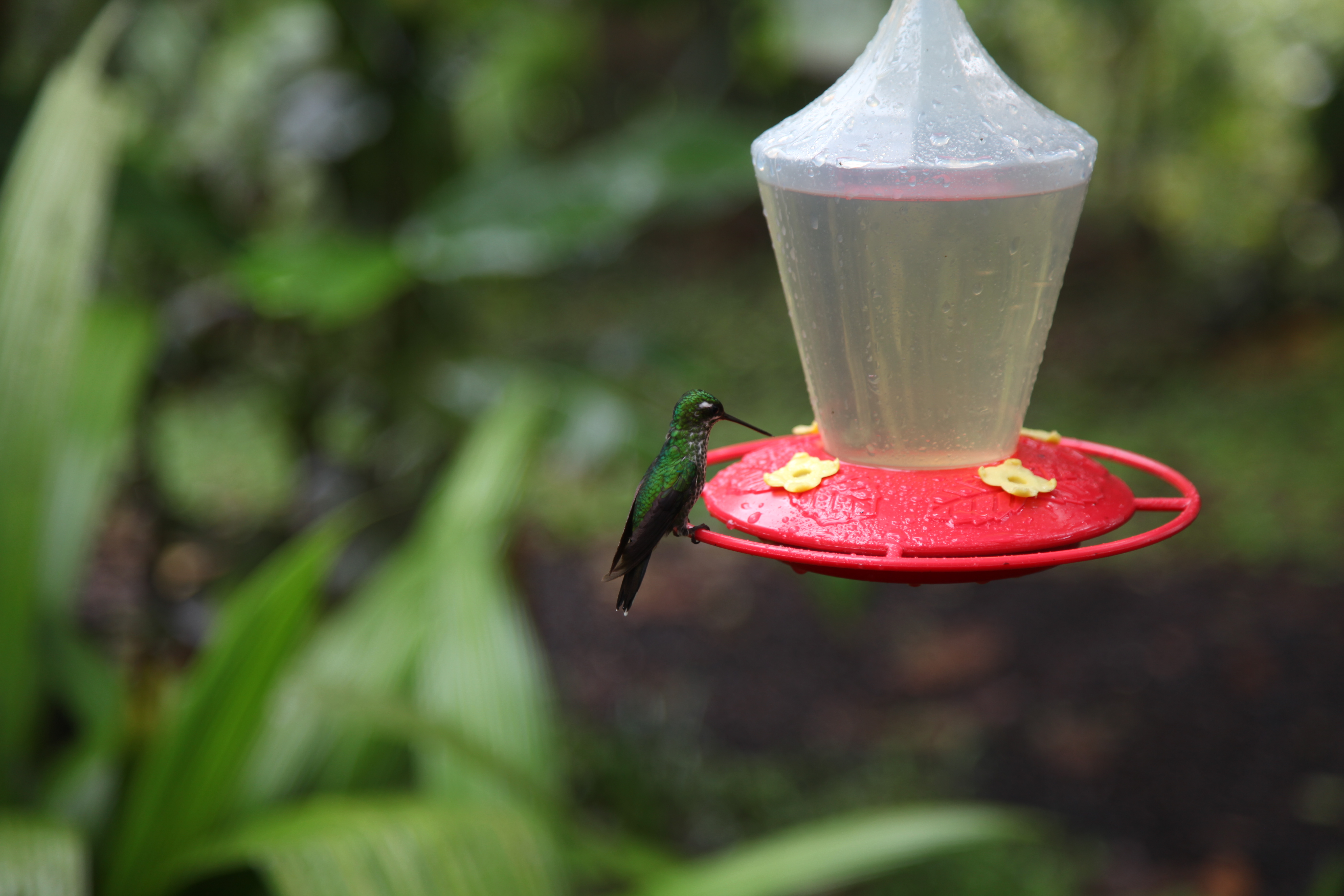 Mashpi Hummingbird 