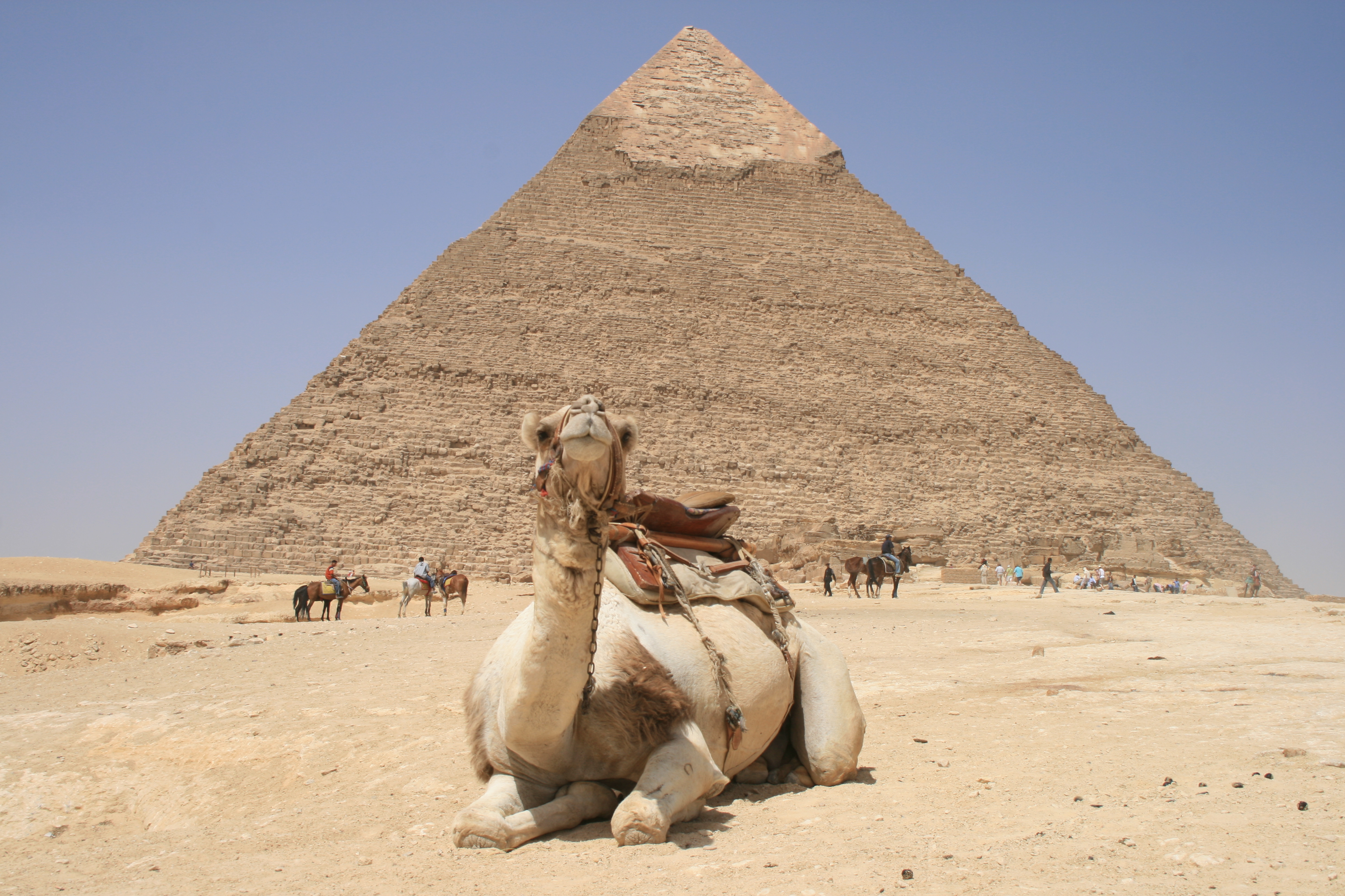 Giza Camel and Pyramid