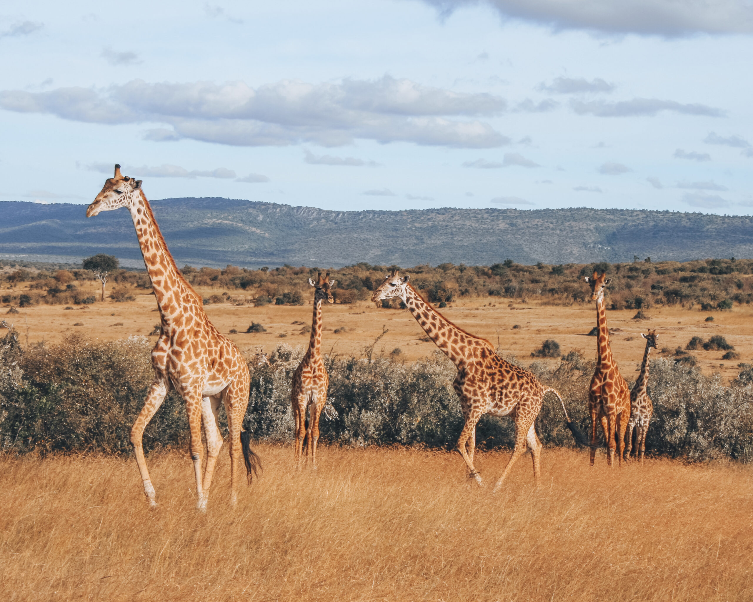 giraffes Kenya Africa