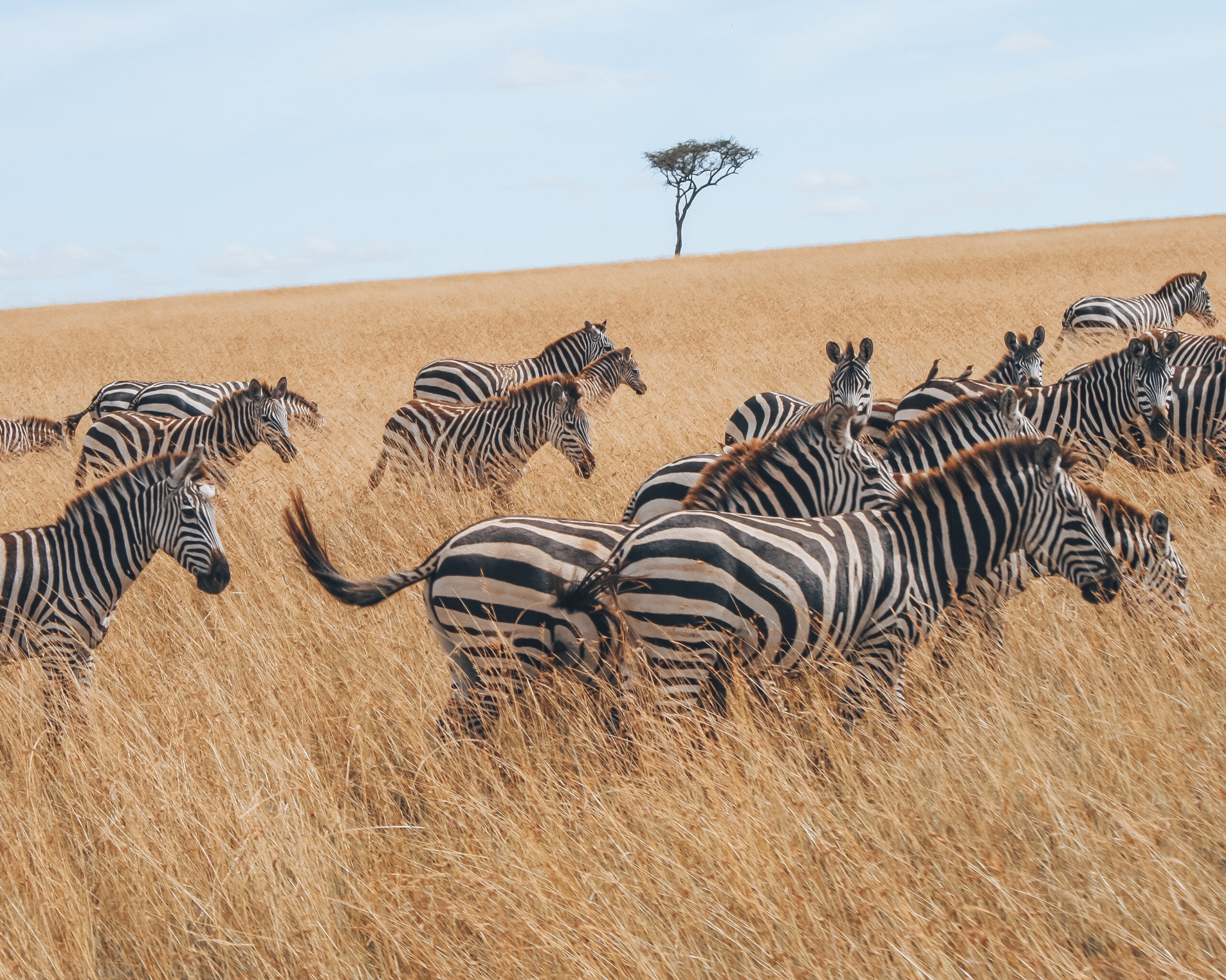 zebras savannah grass fields Africa