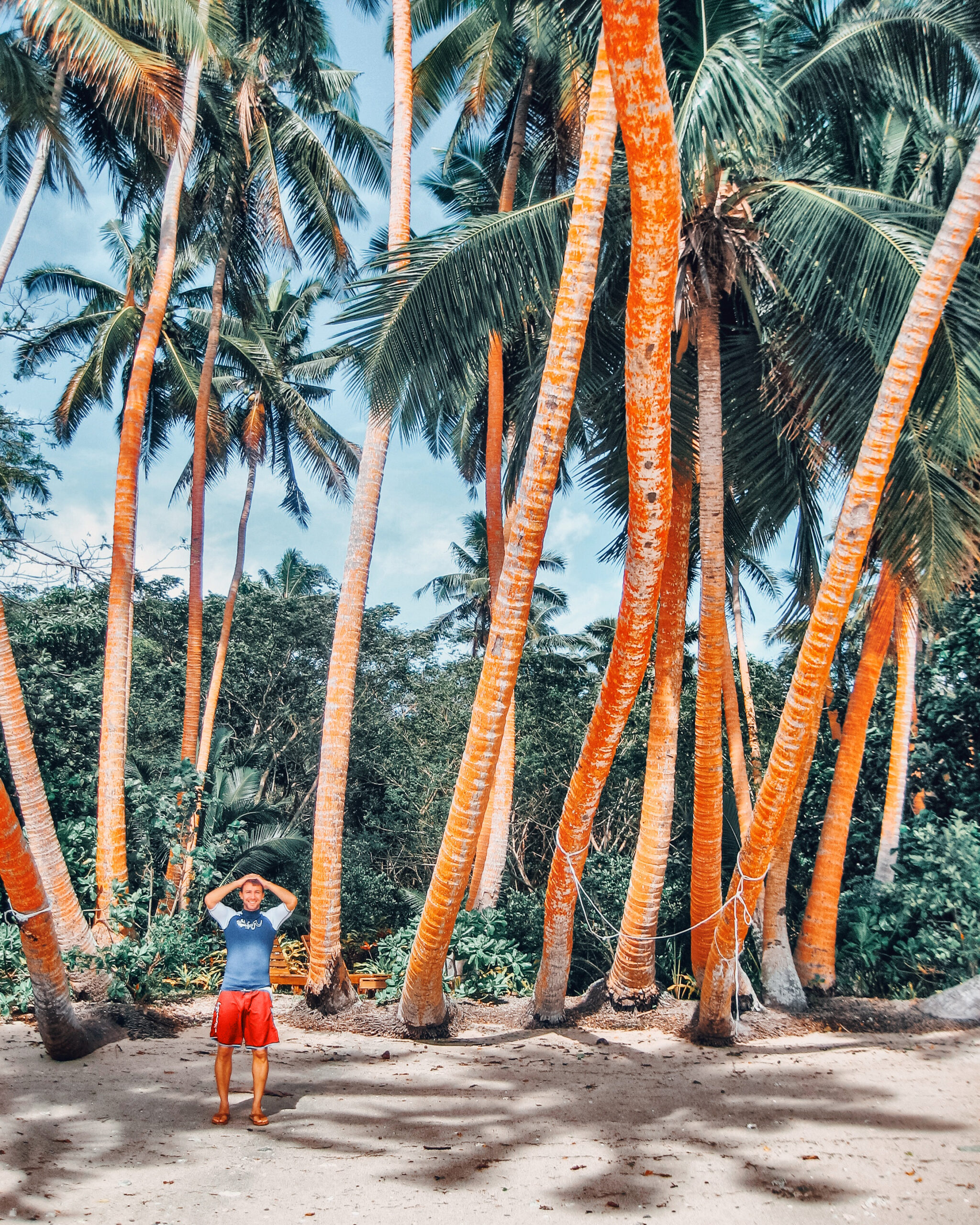 Fiji palm trees