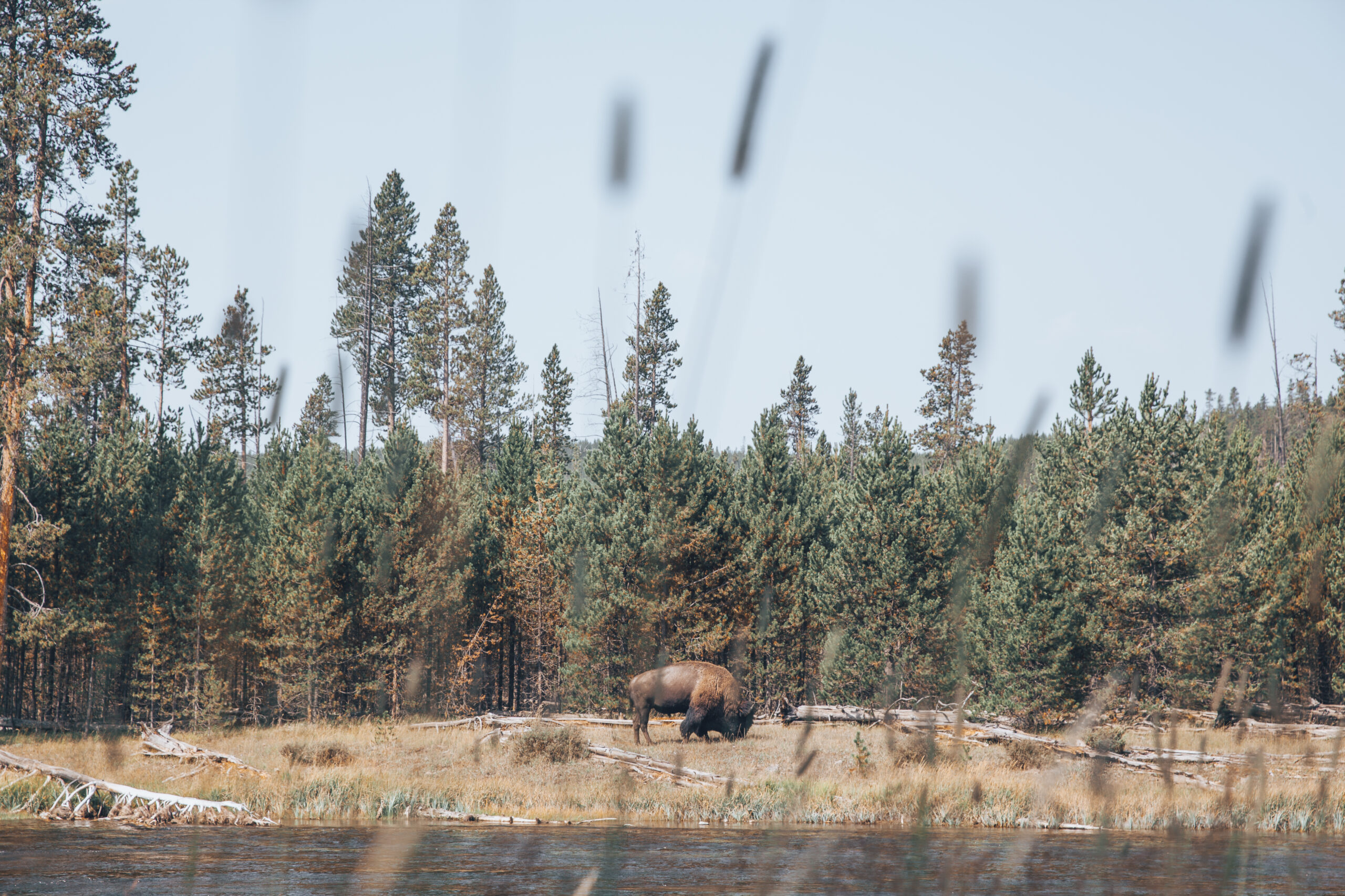 Yellowstone 5 scaled