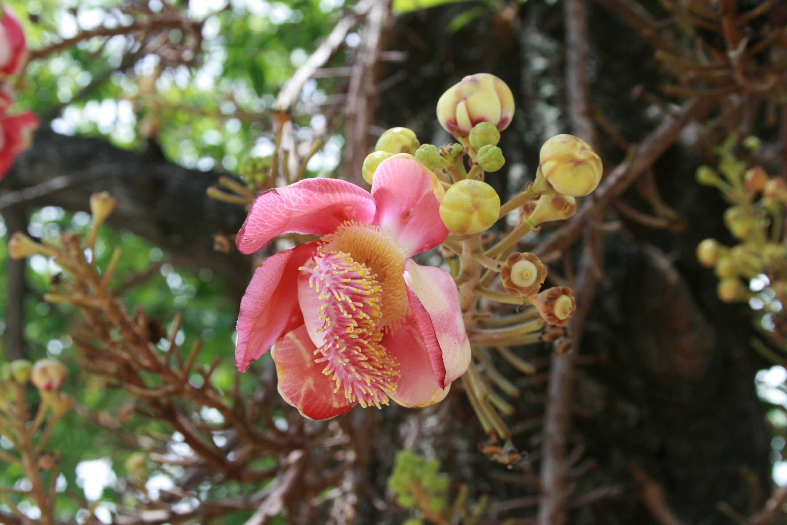 Bangkok flower scaled