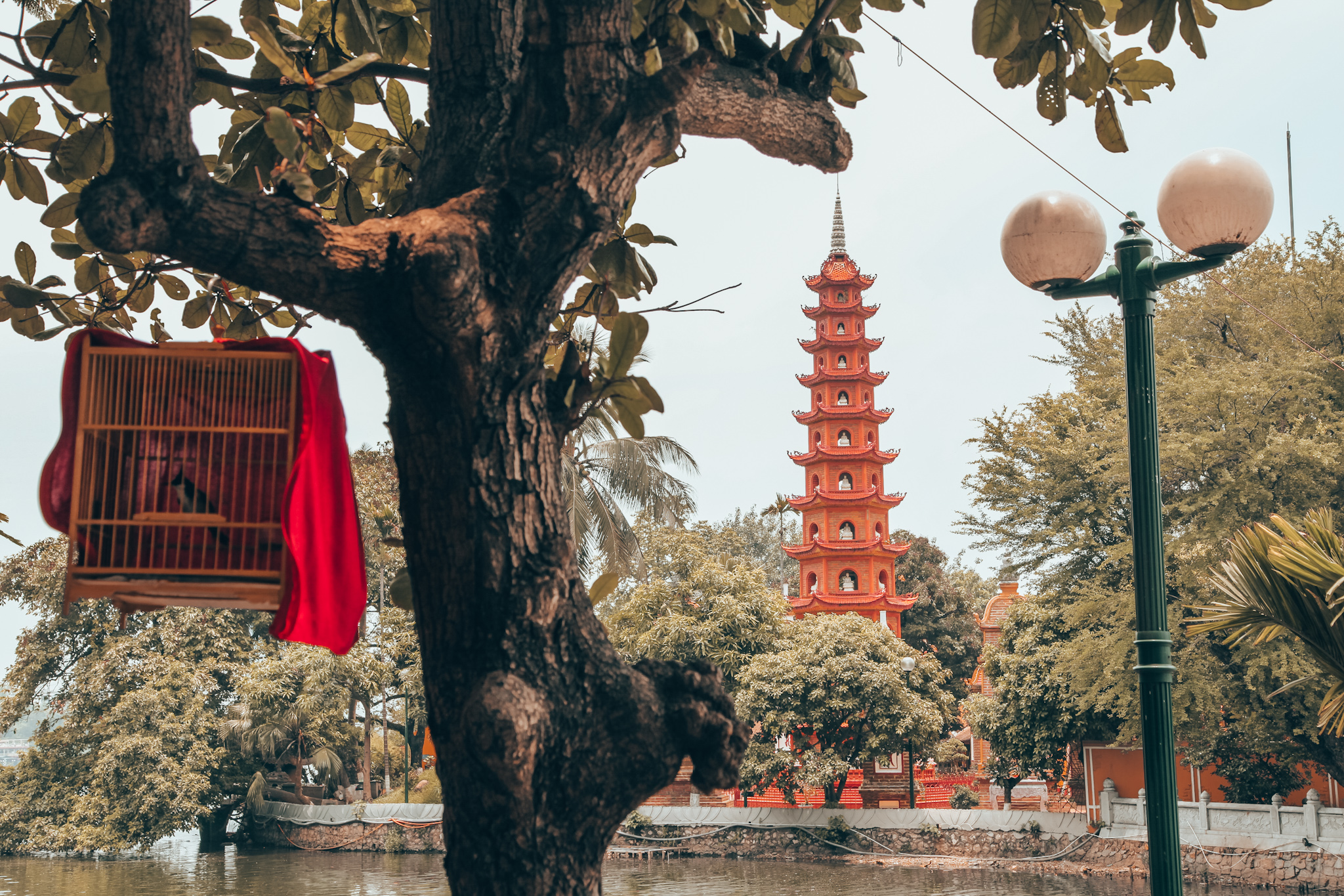 Birdcage hanging from tree near pagoda.