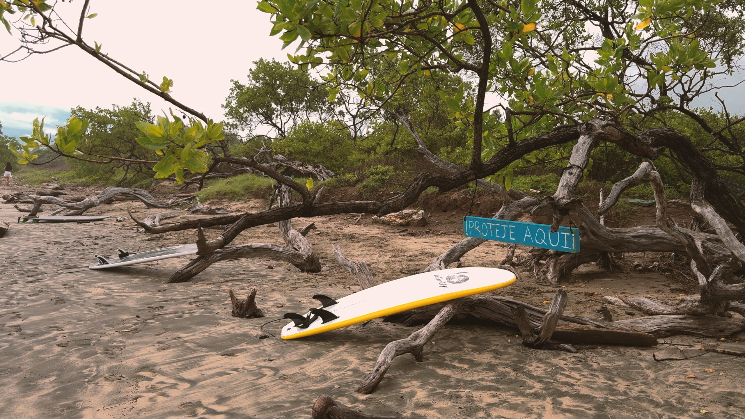 Surfboards on sandy, tree-lined beach