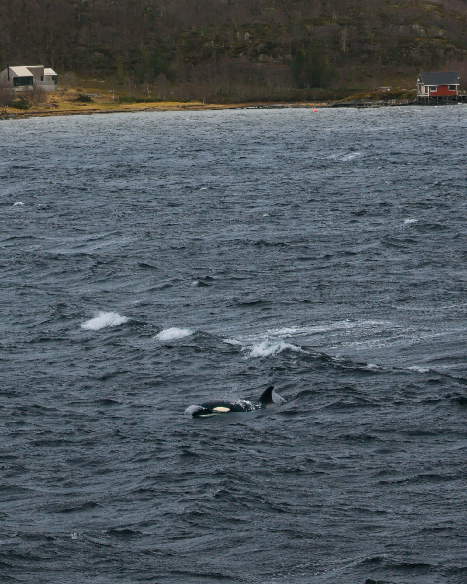 orcas4